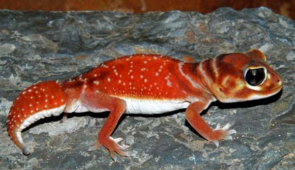 Hoja de cuidado del gecko de cola de perilla