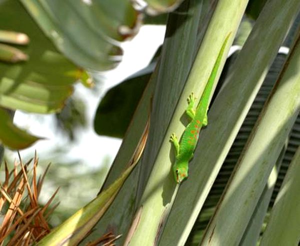 Hoja de cuidado del gecko gigante del día