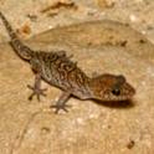 Hoja de cuidado del gecko terrestre de Madagascar