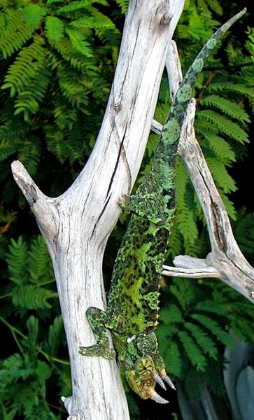 Hoja de cuidados del camaleón de Jackson