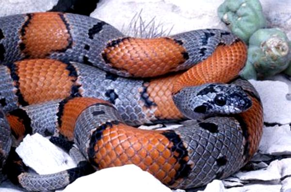 Hoja para el cuidado de la serpiente real de bandas grises