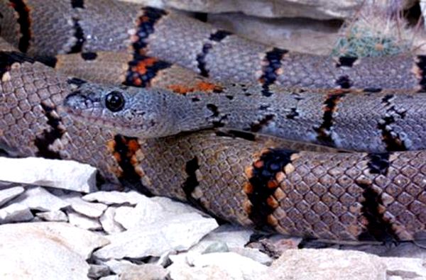 Hoja para el cuidado de la serpiente real de bandas grises