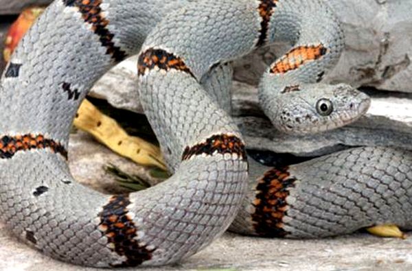 Hoja para el cuidado de la serpiente real de bandas grises