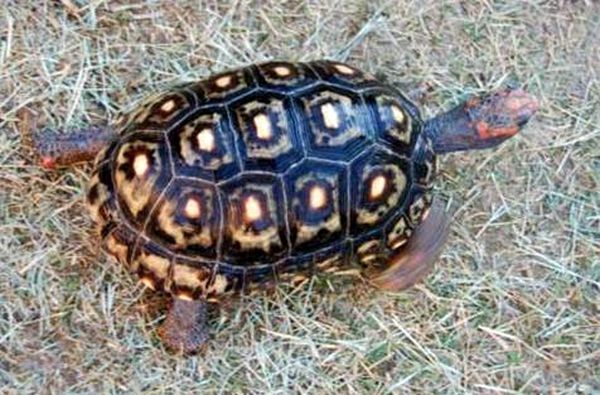 Hoja para el cuidado de la tortuga de patas rojas