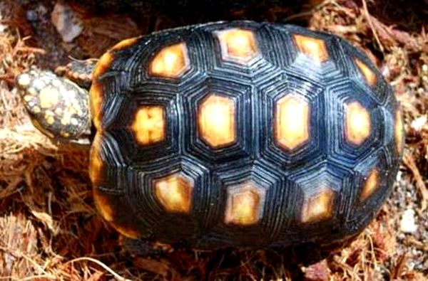 Hoja para el cuidado de la tortuga de patas rojas