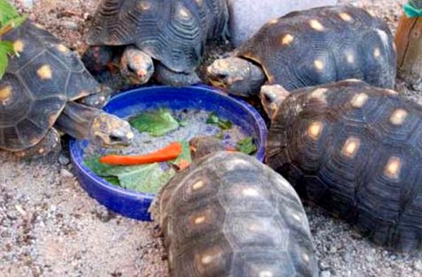 Hoja para el cuidado de la tortuga de patas rojas