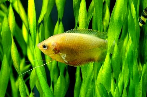 Honey Gourami: todo lo que necesitas saber sobre Sunset Honey Gouramis