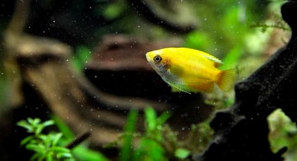 Honey Gourami: todo lo que necesitas saber sobre Sunset Honey Gouramis