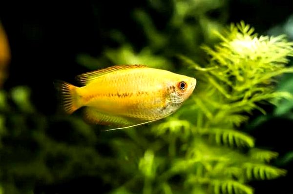 Honey Gourami: todo lo que necesitas saber sobre Sunset Honey Gouramis