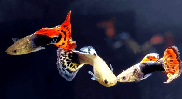 How Do Fish Mate: la guía definitiva