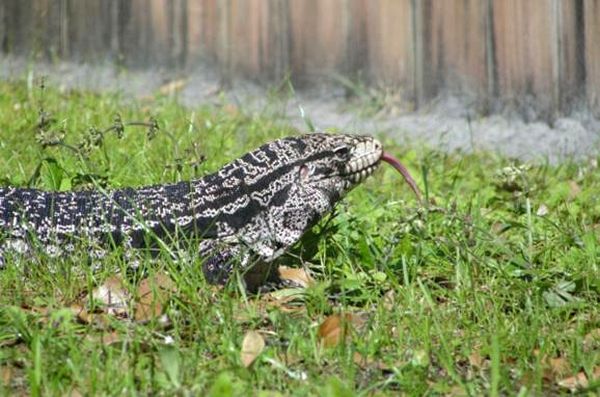 Información de Salvator Tegu Care