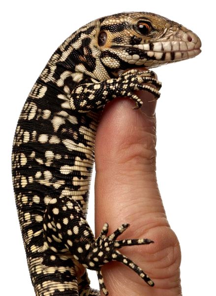 Información sobre el alojamiento y el cuidado del lagarto de Tegu