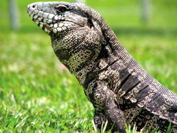 Información sobre el alojamiento y el cuidado del lagarto de Tegu