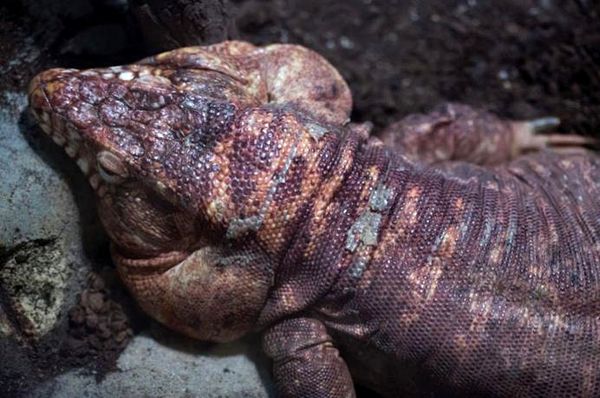 Información sobre el alojamiento y el cuidado del lagarto de Tegu