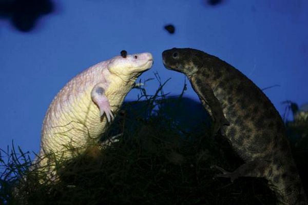 Información sobre el cuidado del tritón acanalado español