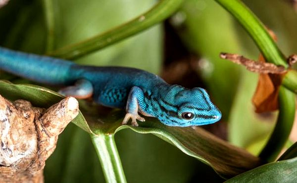 Información sobre el cuidado y la reproducción del Gecko azul eléctrico