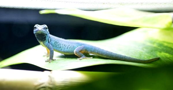 Información sobre el cuidado y la reproducción del Gecko azul eléctrico