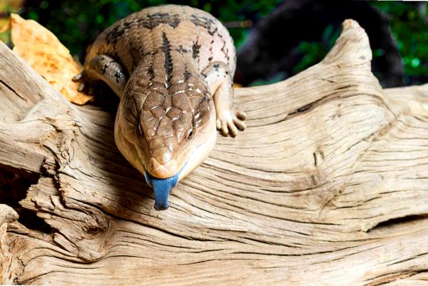 Información y cuidado del eslizón de lengua azul