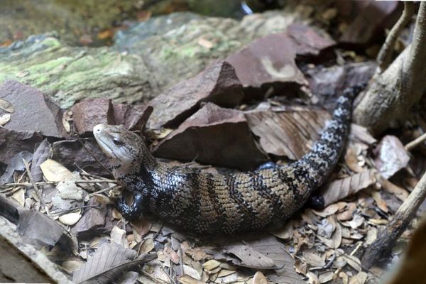 Información y cuidado del eslizón de lengua azul