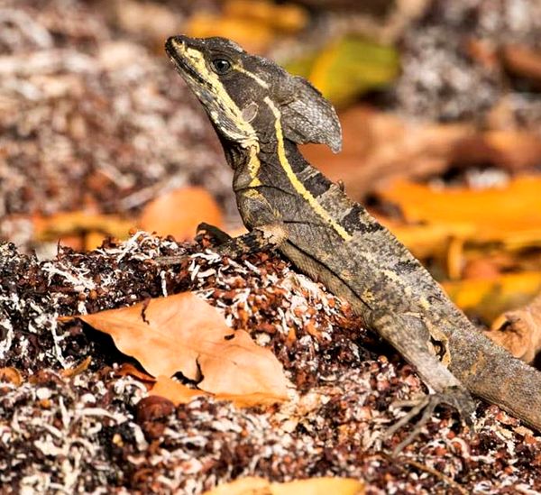 Información y cuidado del lagarto basilisco