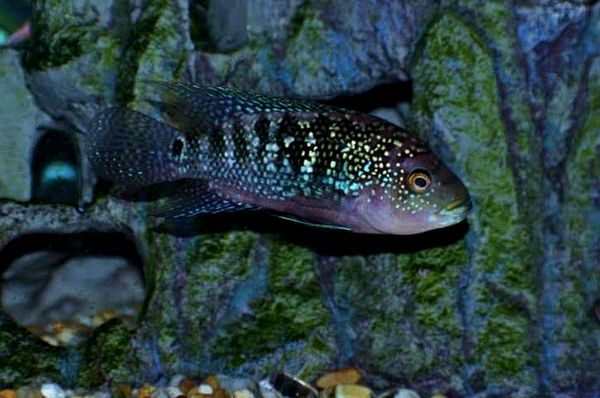 Jack Dempsey Fish Care Guide: ¿Es este el cíclido adecuado para usted?