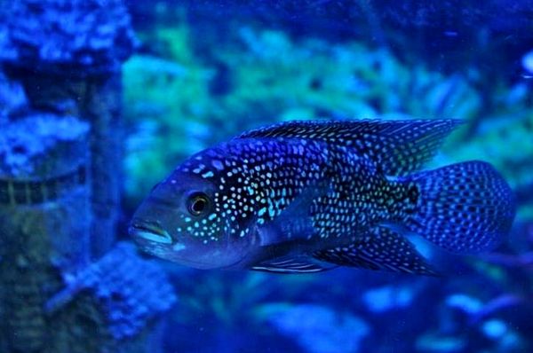 Jack Dempsey Fish Care Guide: ¿Es este el cíclido adecuado para usted?