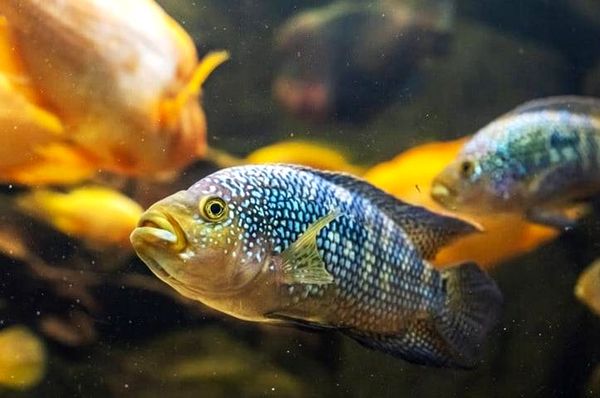 Jack Dempsey Fish Care Guide: ¿Es este el cíclido adecuado para usted?