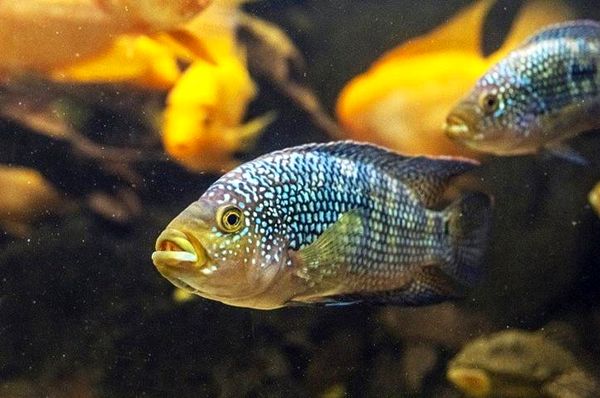 Jack Dempsey Fish Care Guide: ¿Es este el cíclido adecuado para usted?