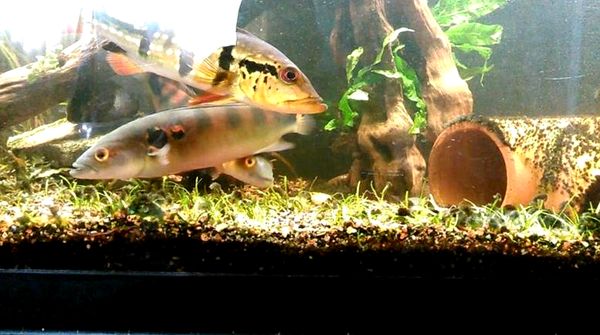 La guía completa de cuidado de Crenicichla Lenticulata (Pike Cichlid)