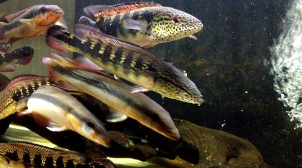 La guía completa de cuidado de Crenicichla Lenticulata (Pike Cichlid)