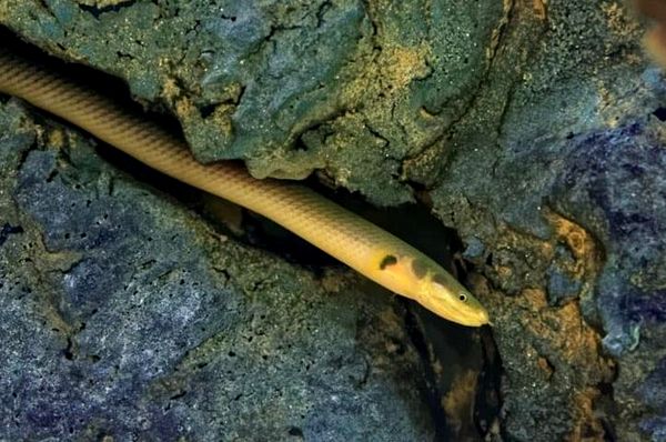 La guía de cuidado completa para peces cuerda