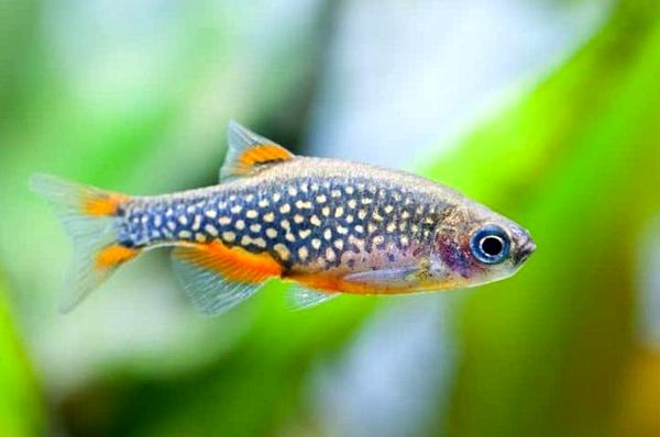 La guía definitiva de la perla celestial Danio (Galaxy Rasbora)