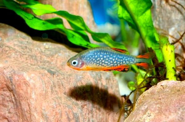 La guía definitiva de la perla celestial Danio (Galaxy Rasbora)