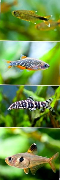 La guía definitiva de la perla celestial Danio (Galaxy Rasbora)