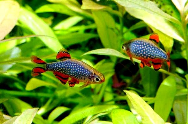 La guía definitiva de la perla celestial Danio (Galaxy Rasbora)