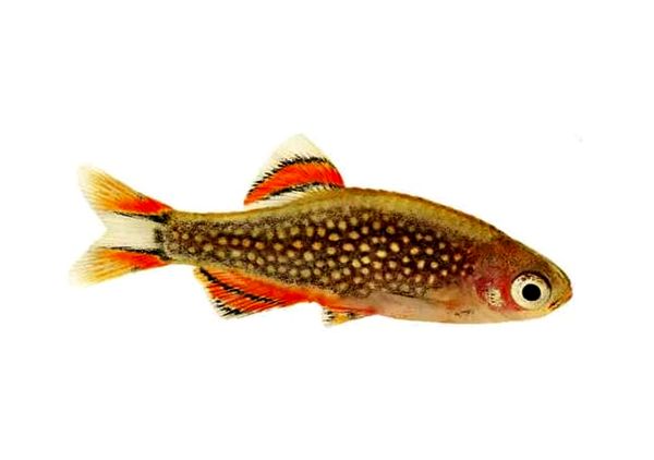 La guía definitiva de la perla celestial Danio (Galaxy Rasbora)