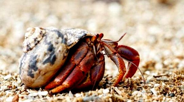 La guía definitiva para el cuidado del cangrejo ermitaño: hábitat, comida y mucho más ...