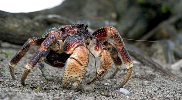 La guía definitiva para el cuidado del cangrejo ermitaño: hábitat, comida y mucho más ...