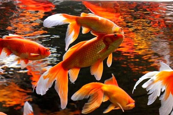 La guía definitiva para el cuidado y el estanque de los peces koi