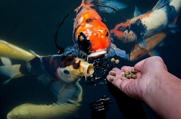 La guía definitiva para el cuidado y el estanque de los peces koi