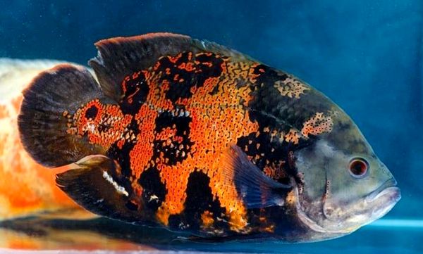 Los 10 tipos más bellos de peces Oscar