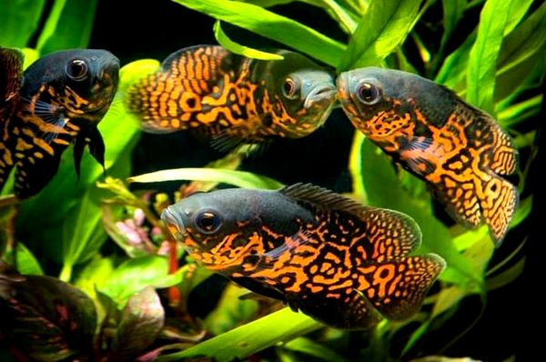 Los 10 tipos más bellos de peces Oscar