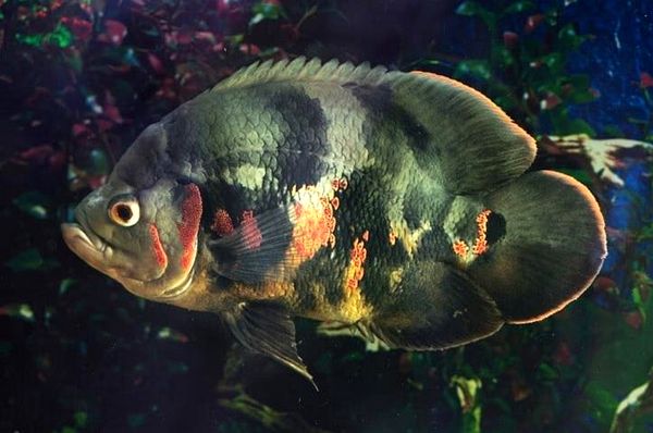 Los 10 tipos más bellos de peces Oscar