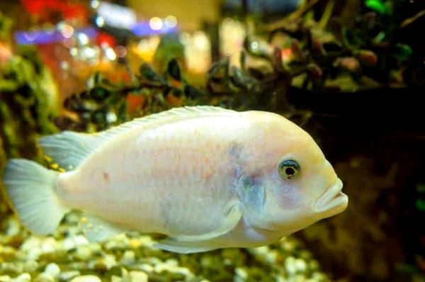 Los 10 tipos más bellos de peces Oscar