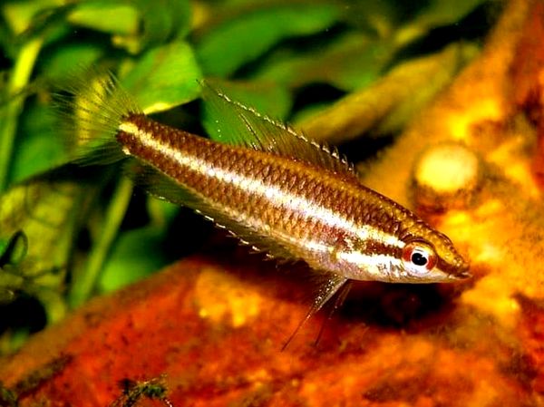 Los 18 peces Gourami más hermosos y cómo cuidarlos