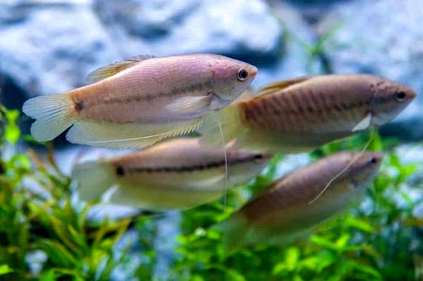 Los 18 peces Gourami más hermosos y cómo cuidarlos