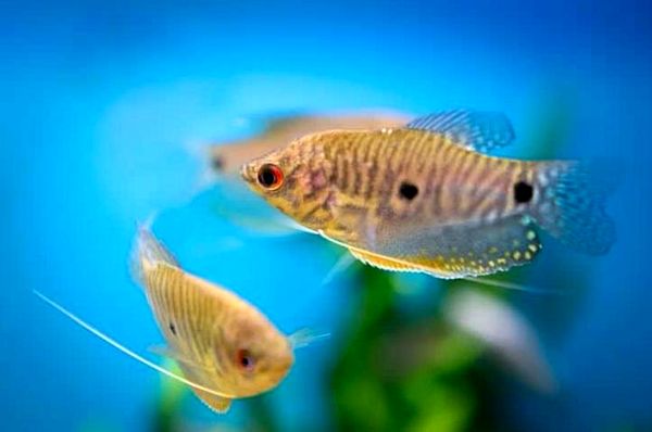 Los 18 peces Gourami más hermosos y cómo cuidarlos