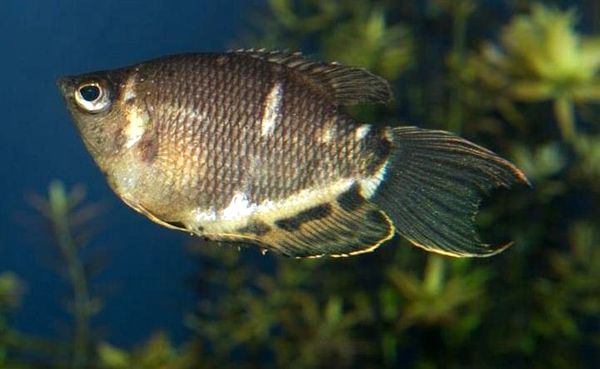 Los 18 peces Gourami más hermosos y cómo cuidarlos