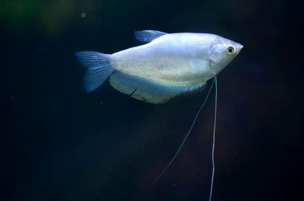 Los 18 peces Gourami más hermosos y cómo cuidarlos