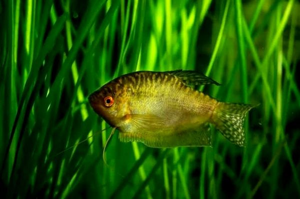 Los 18 peces Gourami más hermosos y cómo cuidarlos